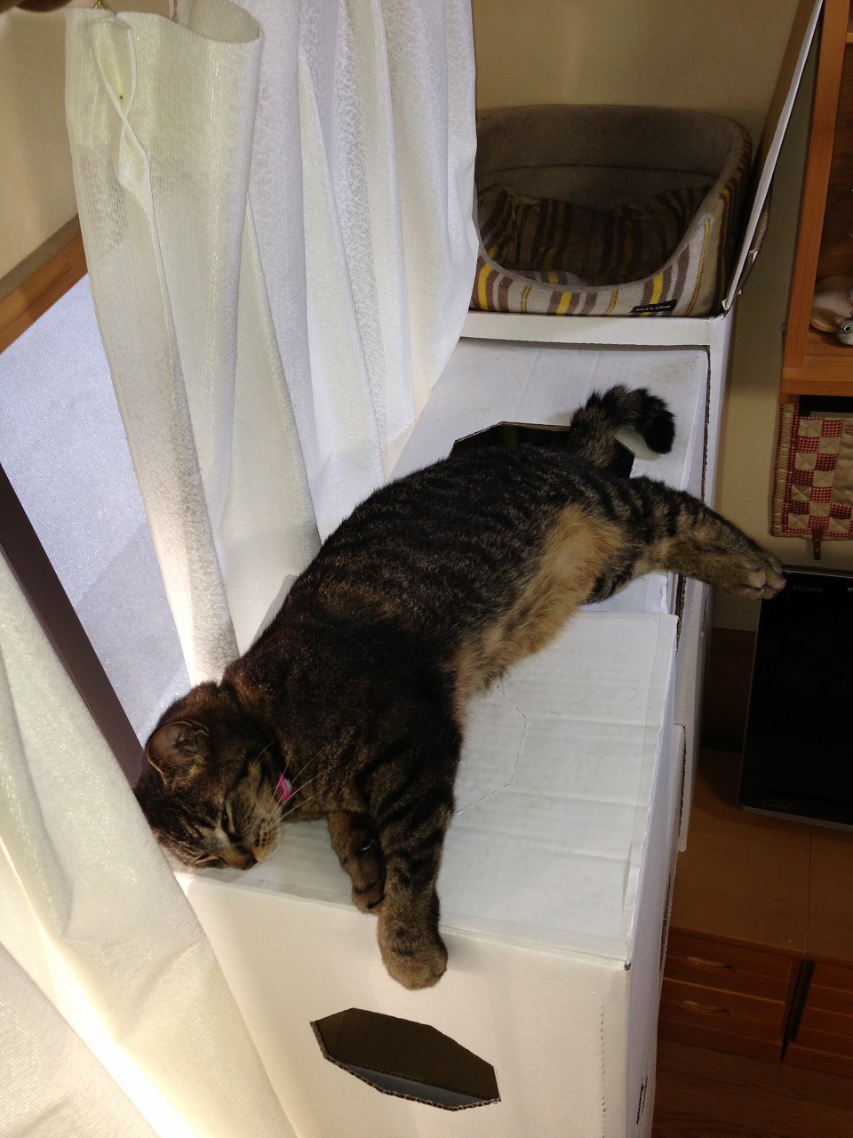 �A�����W���R���݁u�ɂ�񁙃n�E�X�v�g������Ȃ�