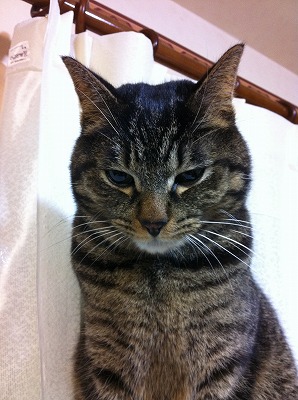 �A�����W���R���݁u�ɂ�񁙃n�E�X�v�g������Ȃ�