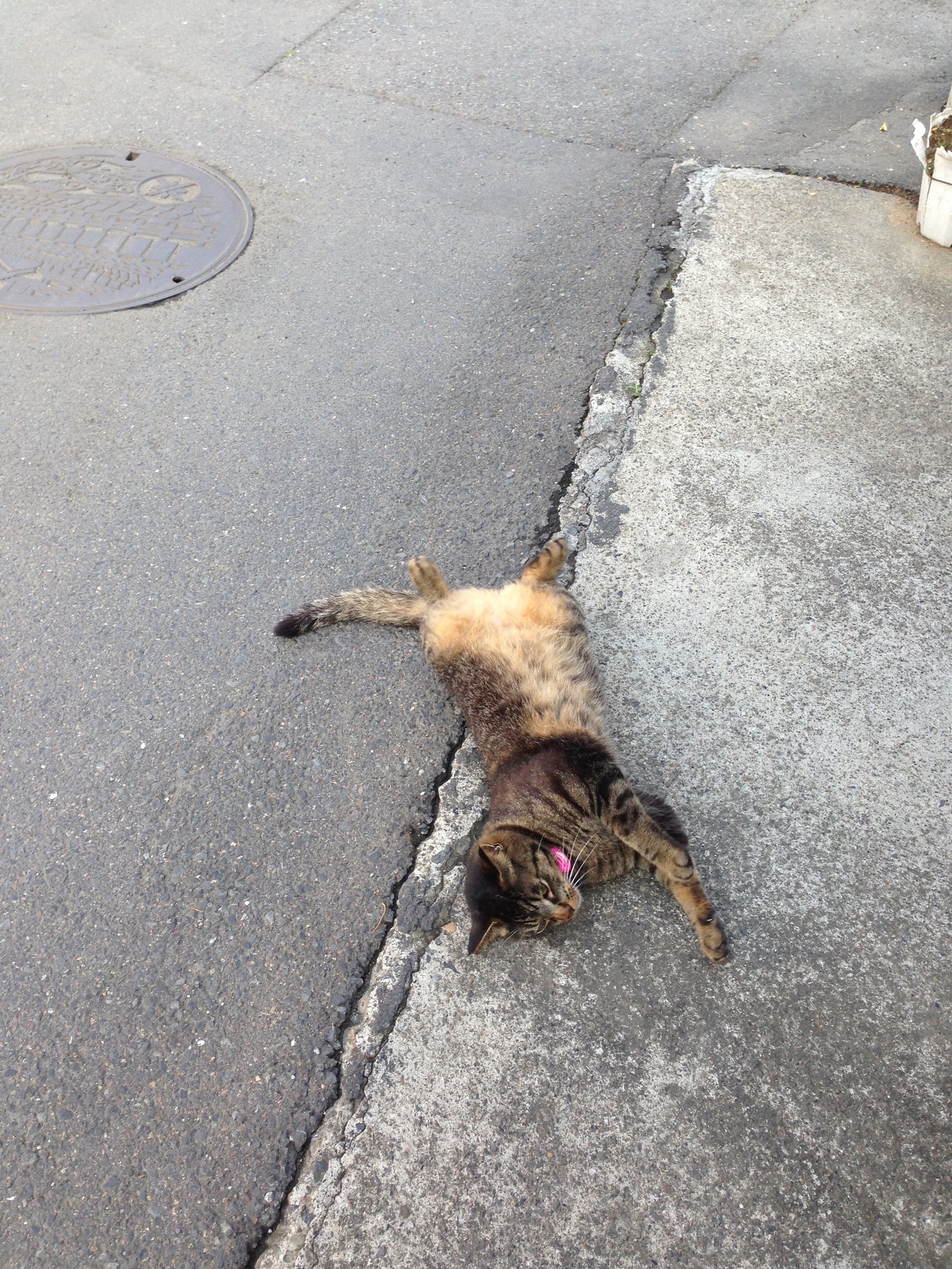 �A�����W���R���݁u�ɂ�񁙃n�E�X�v�g������Ȃ�