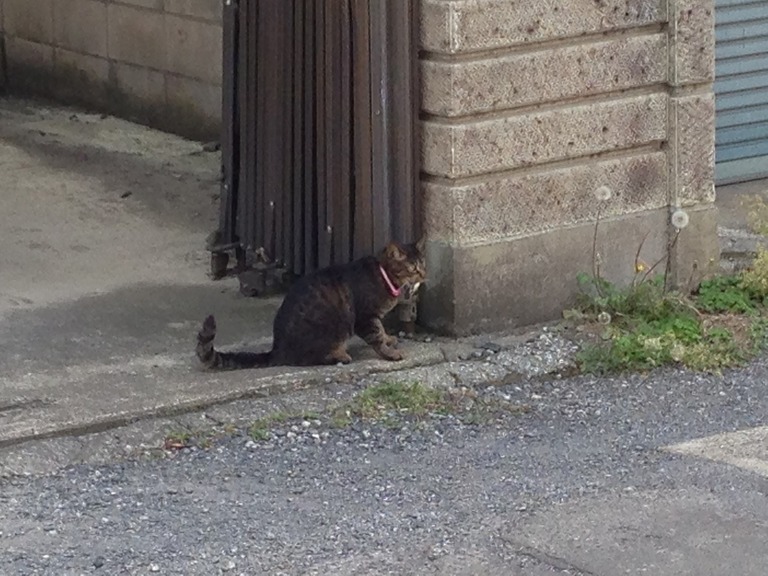 �A�����W���R���݁u�ɂ�񁙃n�E�X�v�g������Ȃ�