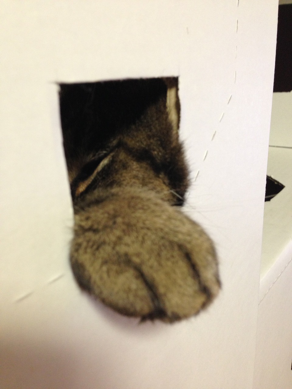 �A�����W���R���݁u�ɂ�񁙃n�E�X�v�g������Ȃ�