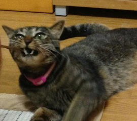 �A�����W���R���݁u�ɂ�񁙃n�E�X�v�g������Ȃ�