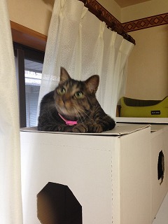 �A�����W���R���݁u�ɂ�񁙃n�E�X�v�g������Ȃ�