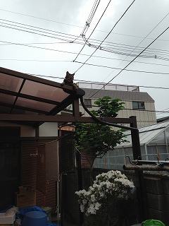 �A�����W���R���݁u�ɂ�񁙃n�E�X�v�g������Ȃ�