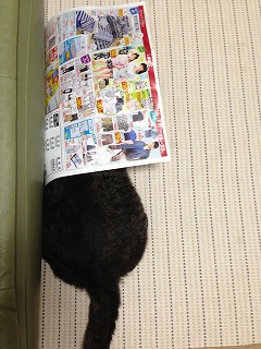 �A�����W���R���݁u�ɂ�񁙃n�E�X�v�g������Ȃ�