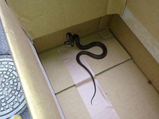 �A�����W���R���݁u�ɂ�񁙃n�E�X�v�g������Ȃ�