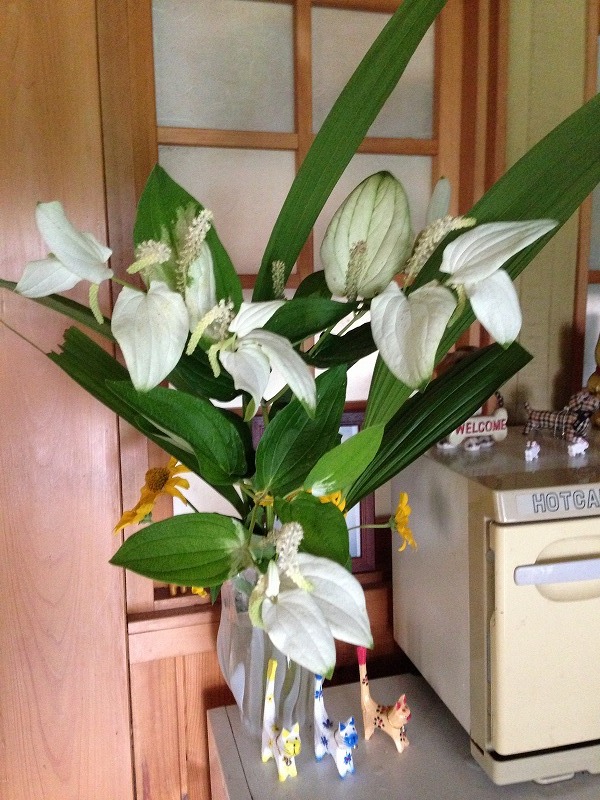 �A�����W���R���݁u�ɂ�񁙃n�E�X�v�g������Ȃ�