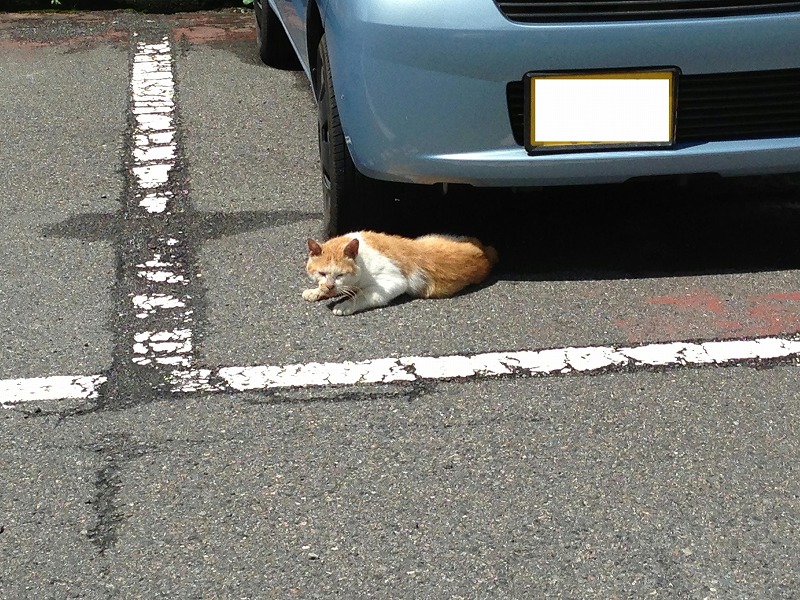 �A�����W���R���݁u�ɂ�񁙃n�E�X�v�g������Ȃ�