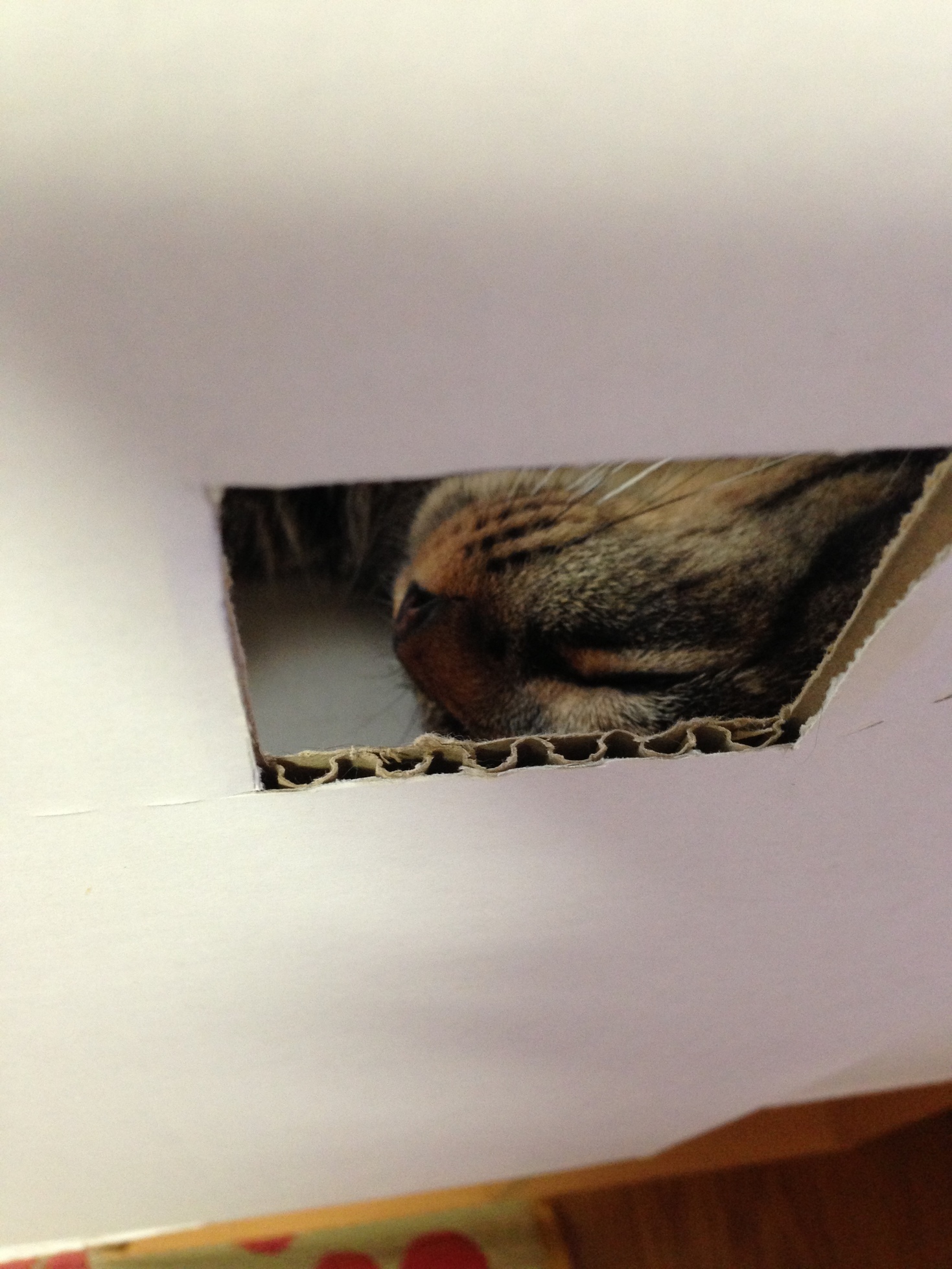 �A�����W���R���݁u�ɂ�񁙃n�E�X�v�g������Ȃ�