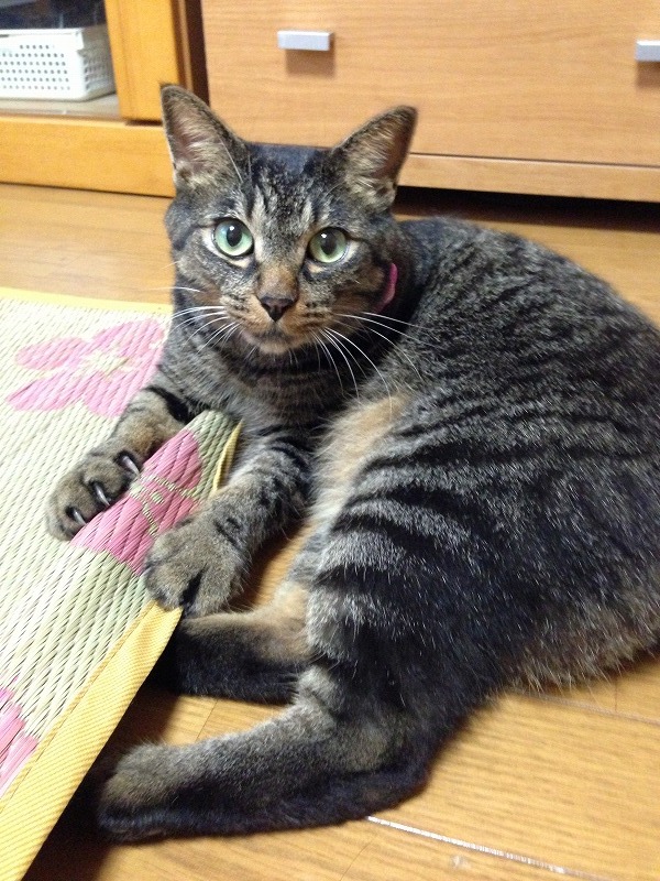 �A�����W���R���݁u�ɂ�񁙃n�E�X�v�g������Ȃ�