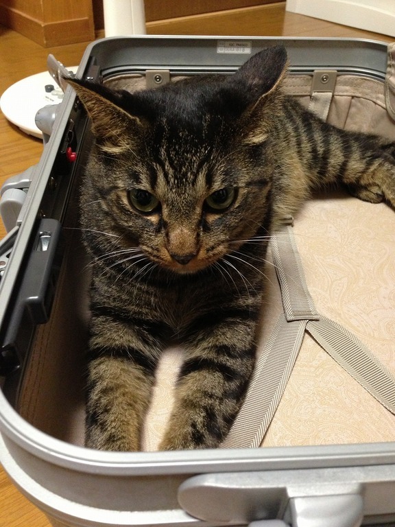 �A�����W���R���݁u�ɂ�񁙃n�E�X�v�g������Ȃ�