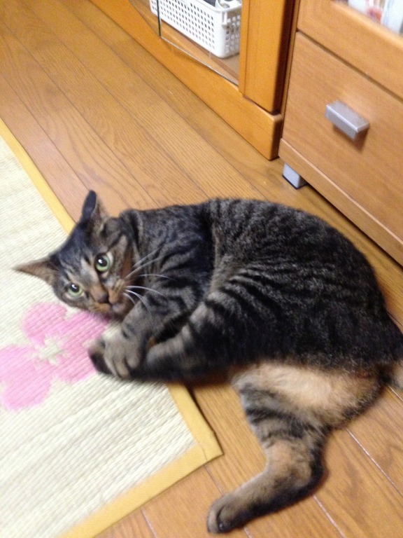 �A�����W���R���݁u�ɂ�񁙃n�E�X�v�g������Ȃ�