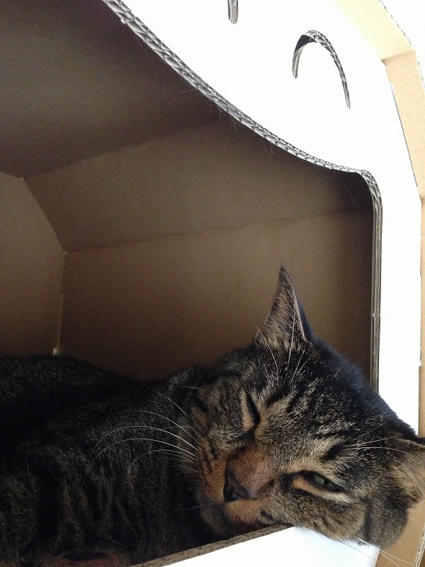 �A�����W���R���݁u�ɂ�񁙃n�E�X�v�g������Ȃ�