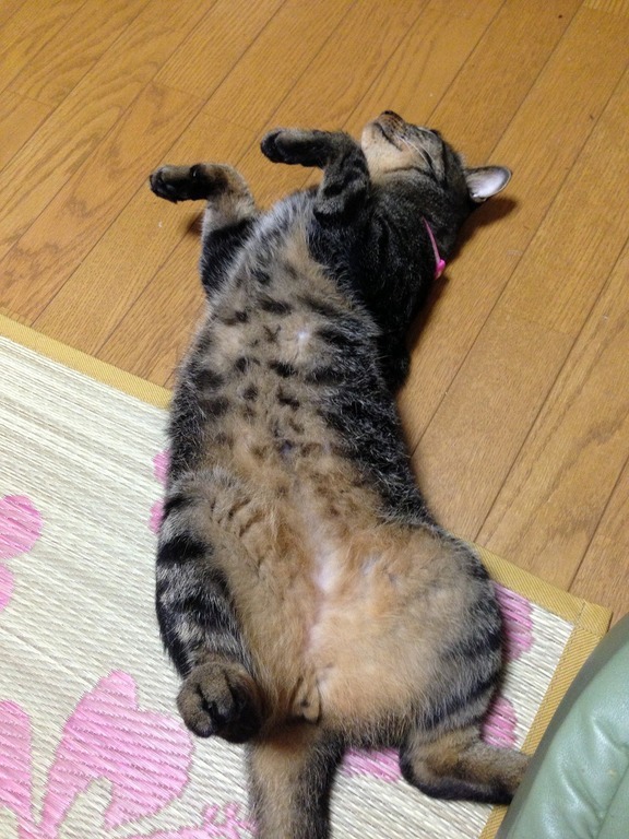 �A�����W���R���݁u�ɂ�񁙃n�E�X�v�g������Ȃ�