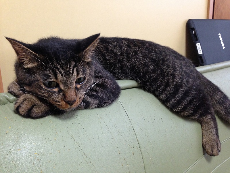 �A�����W���R���݁u�ɂ�񁙃n�E�X�v�g������Ȃ�