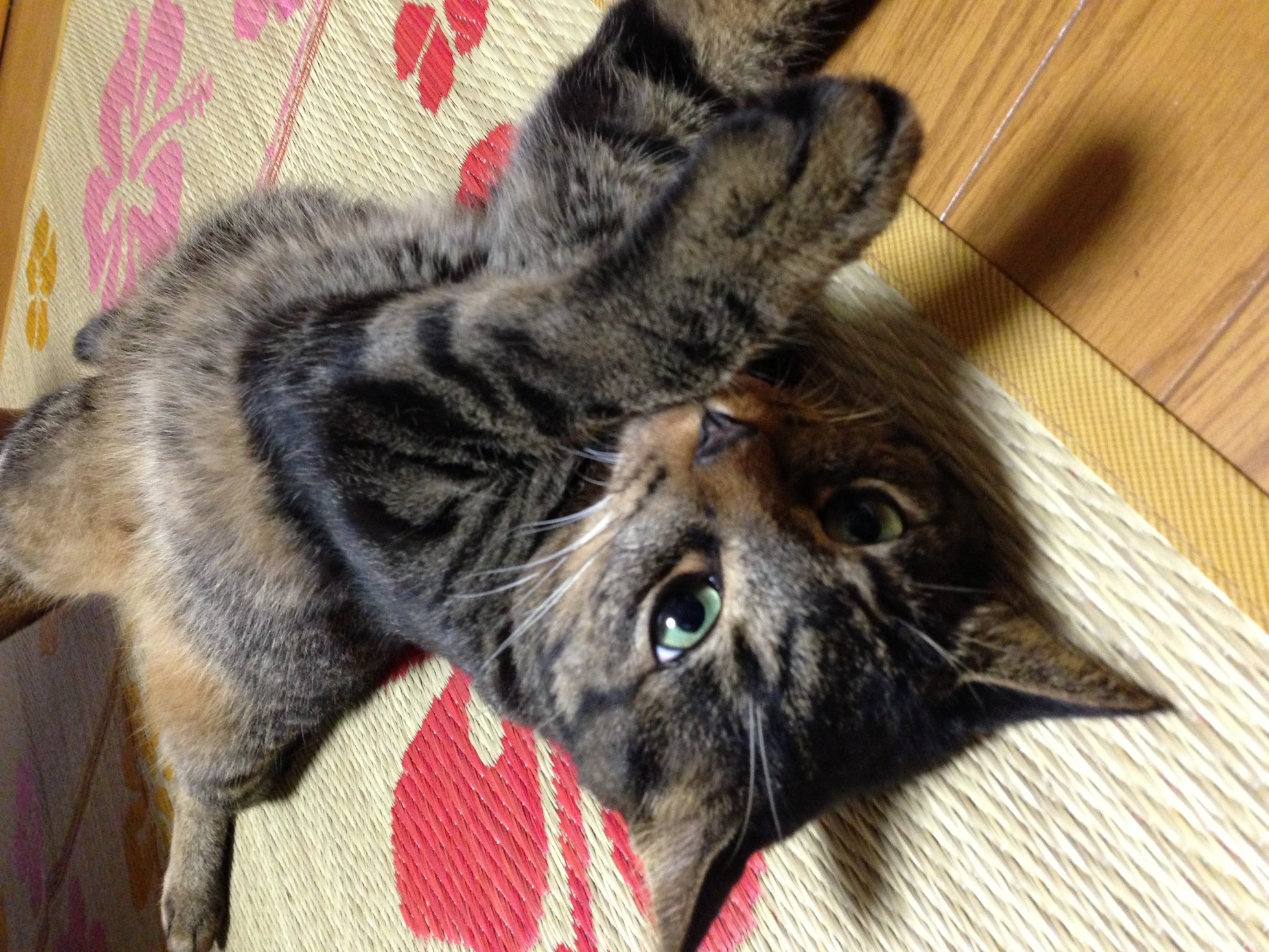 �A�����W���R���݁u�ɂ�񁙃n�E�X�v�g������Ȃ�