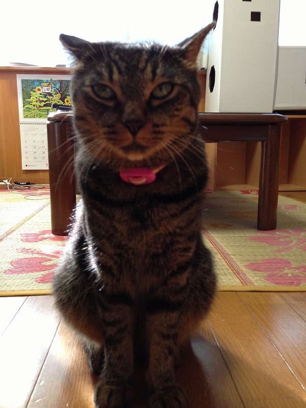 �A�����W���R���݁u�ɂ�񁙃n�E�X�v�g������Ȃ�