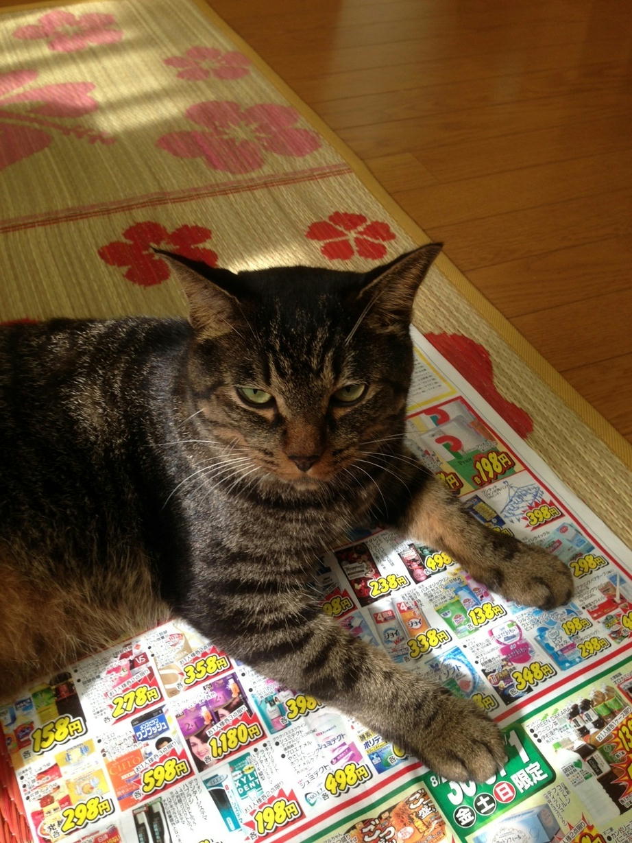 �A�����W���R���݁u�ɂ�񁙃n�E�X�v�g������Ȃ�