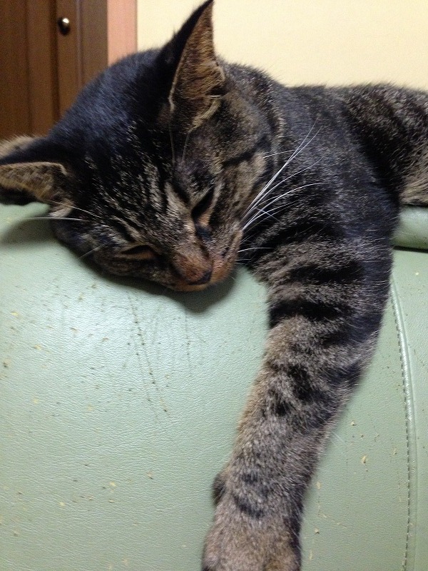 �A�����W���R���݁u�ɂ�񁙃n�E�X�v�g������Ȃ�