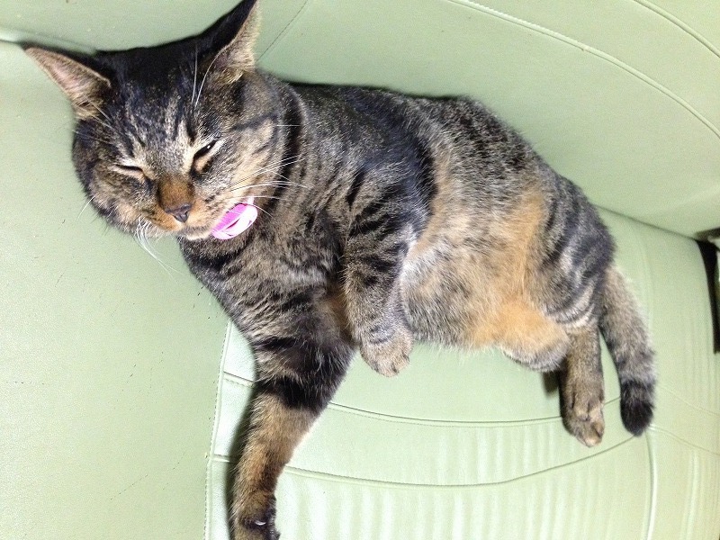 �A�����W���R���݁u�ɂ�񁙃n�E�X�v�g������Ȃ�