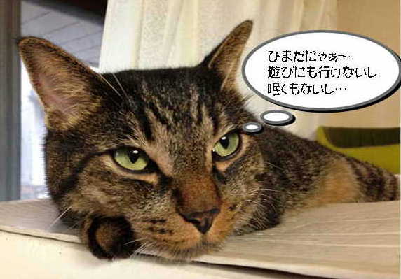 �A�����W���R���݁u�ɂ�񁙃n�E�X�v�g������Ȃ�