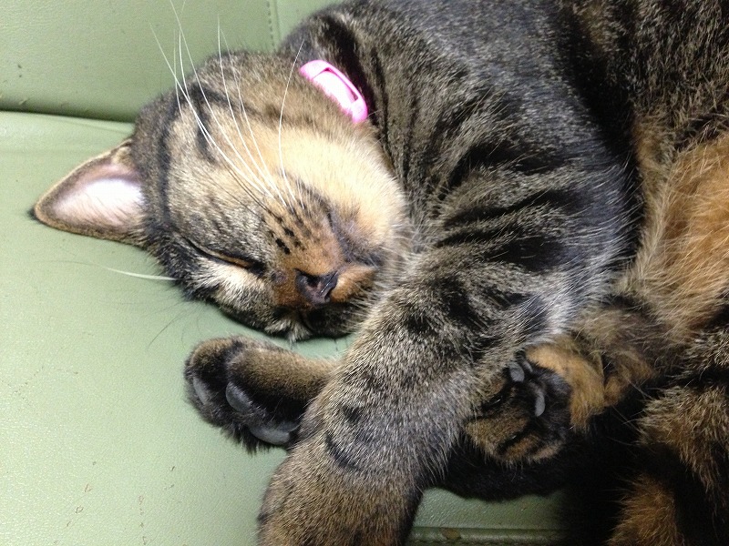 �A�����W���R���݁u�ɂ�񁙃n�E�X�v�g������Ȃ�