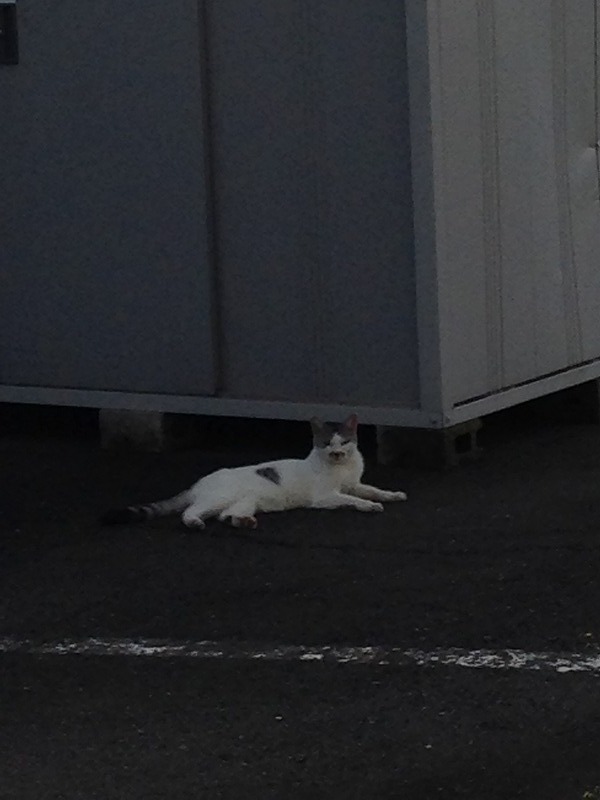 �A�����W���R���݁u�ɂ�񁙃n�E�X�v�g������Ȃ�