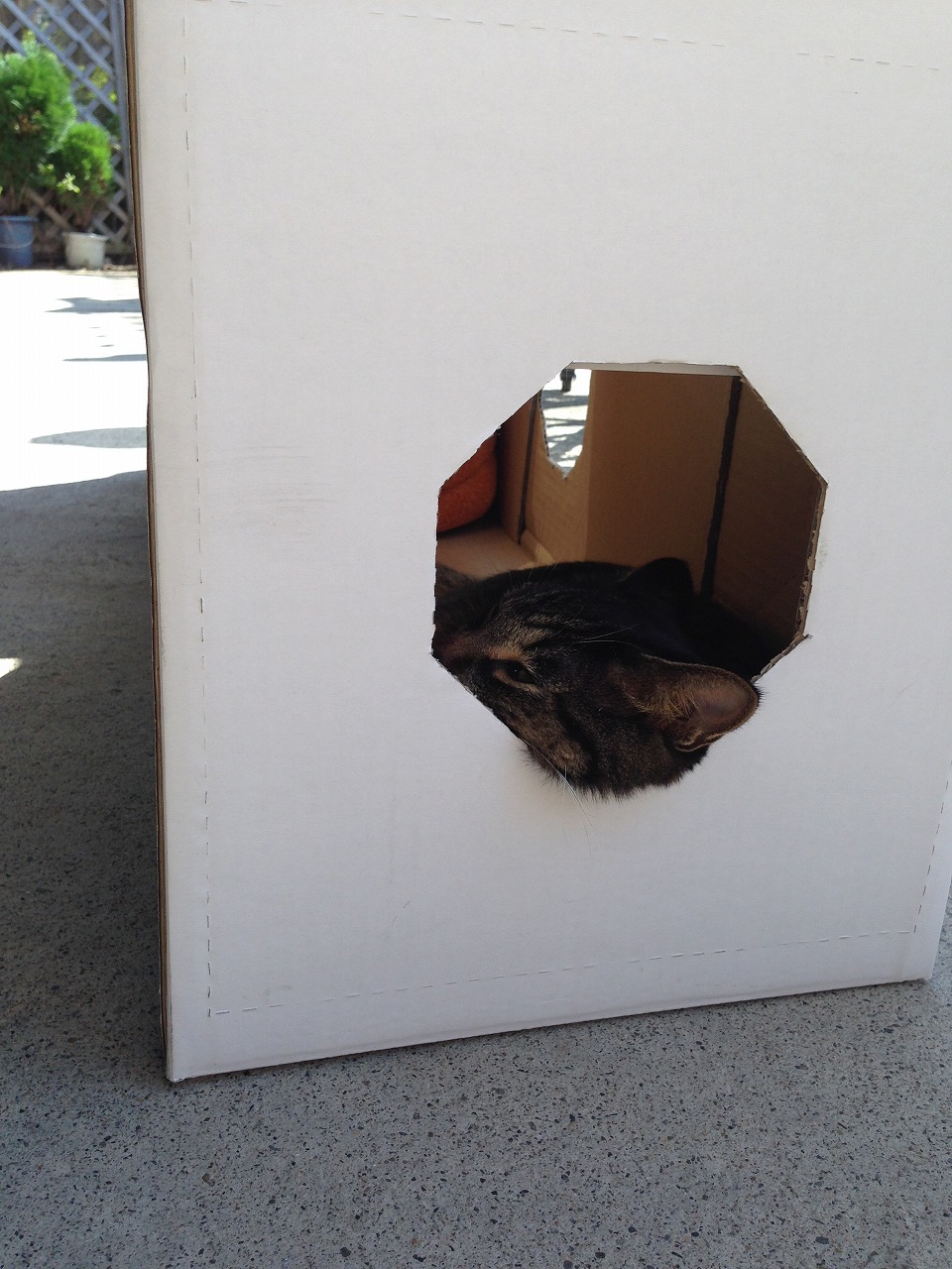 �A�����W���R���݁u�ɂ�񁙃n�E�X�v�g������Ȃ�