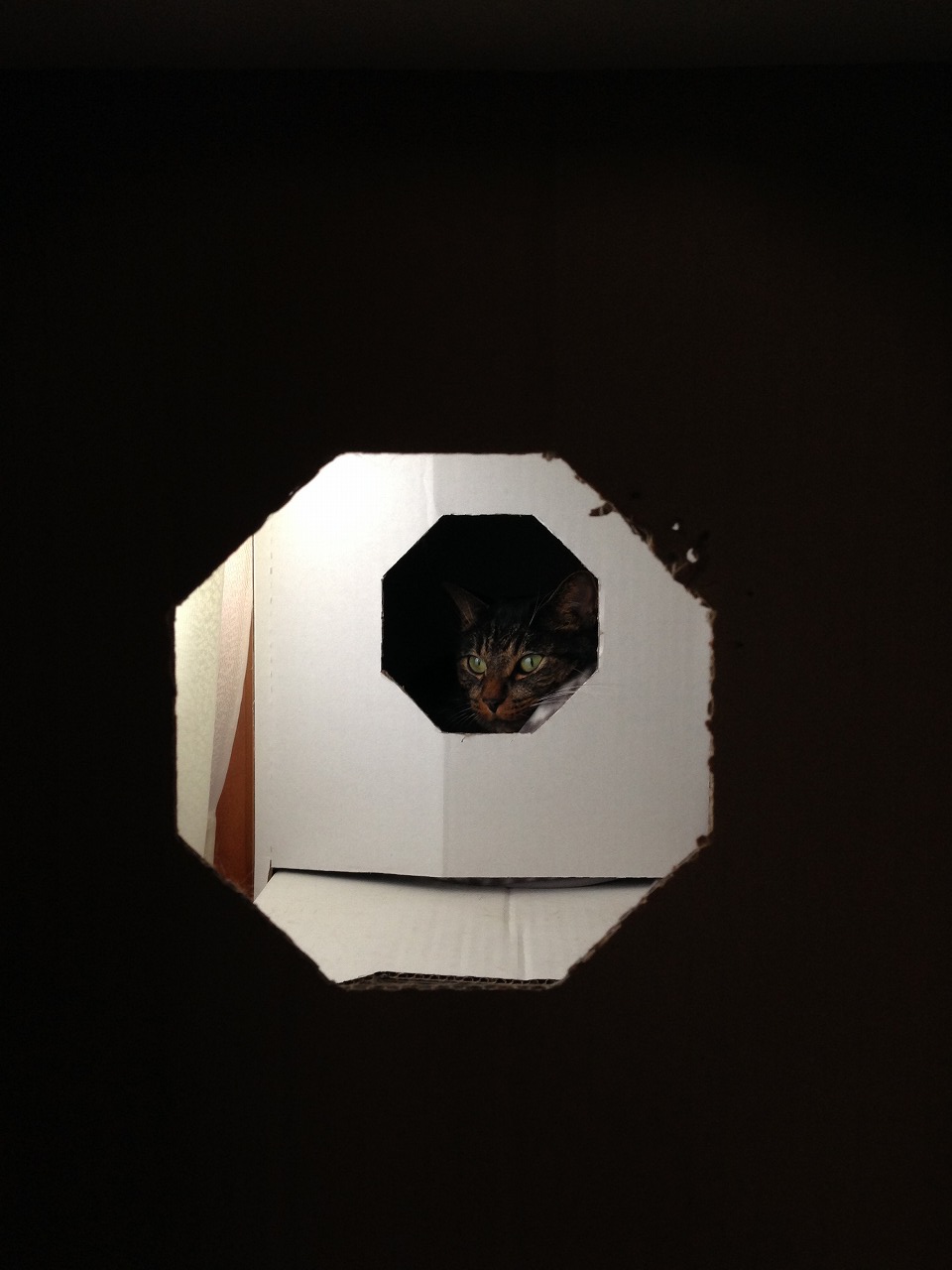 �A�����W���R���݁u�ɂ�񁙃n�E�X�v�g������Ȃ�