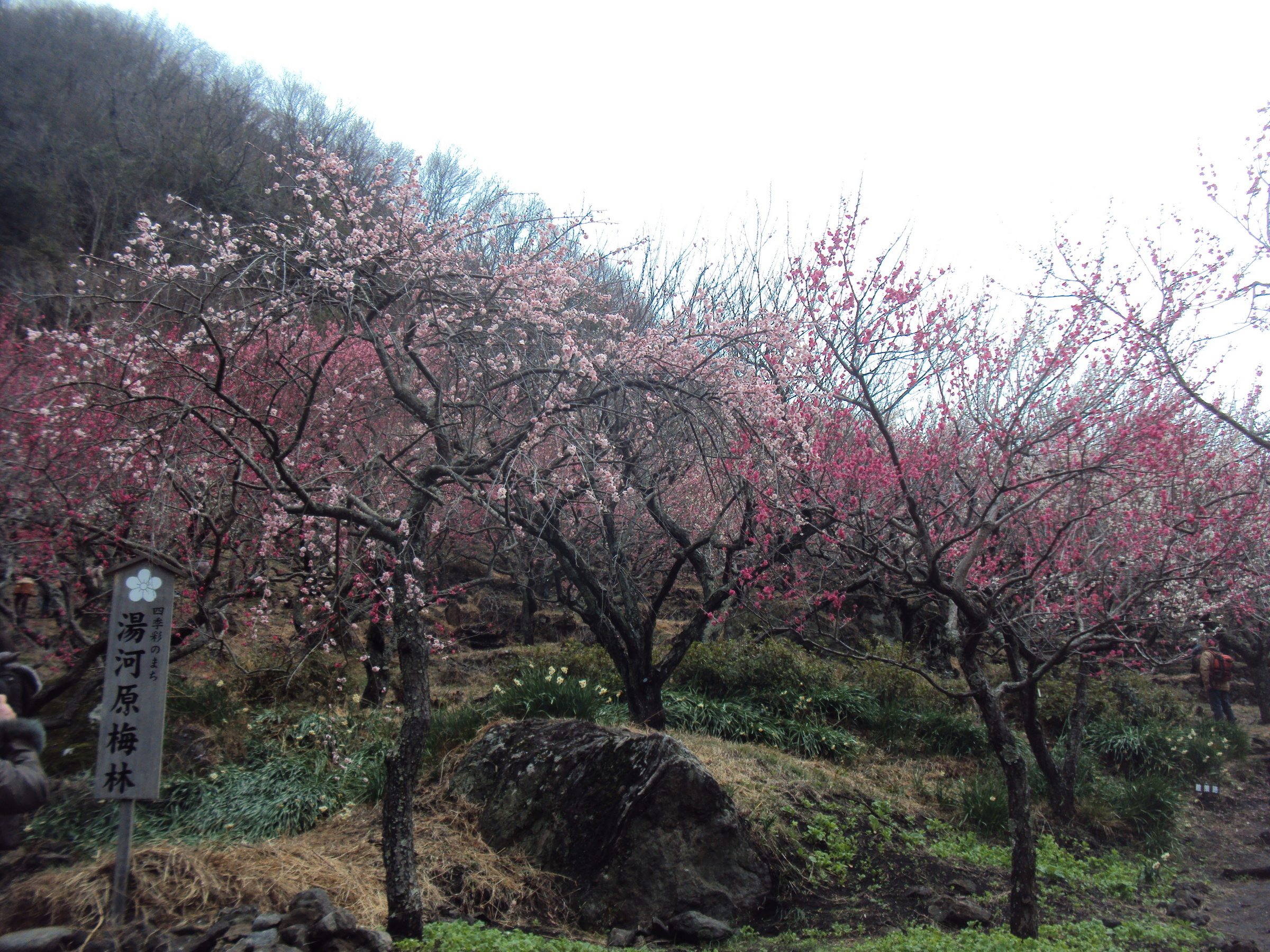 �J�ɂ����������ɂ��������E���̊X�Ȗ�