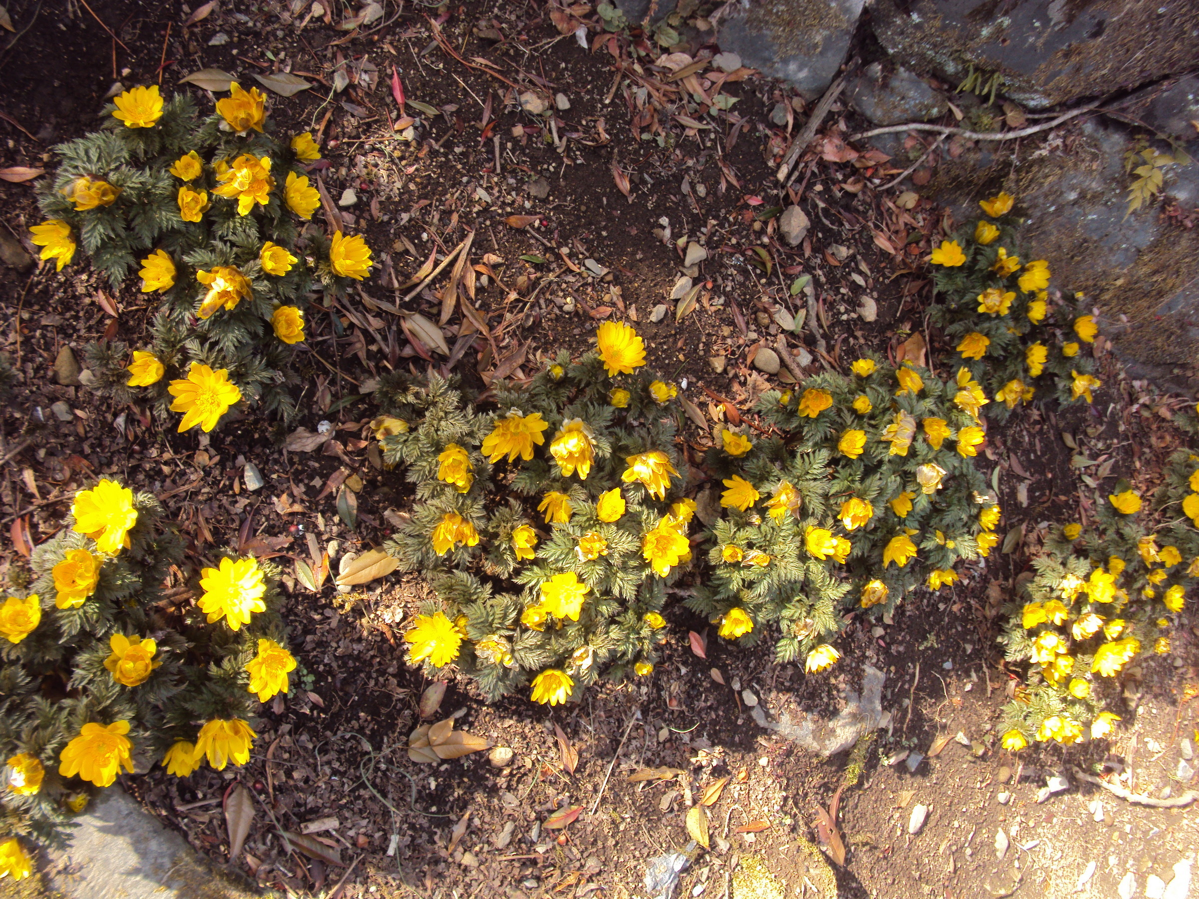 �J�ɂ����������ɂ��������E���̊X�Ȗ�