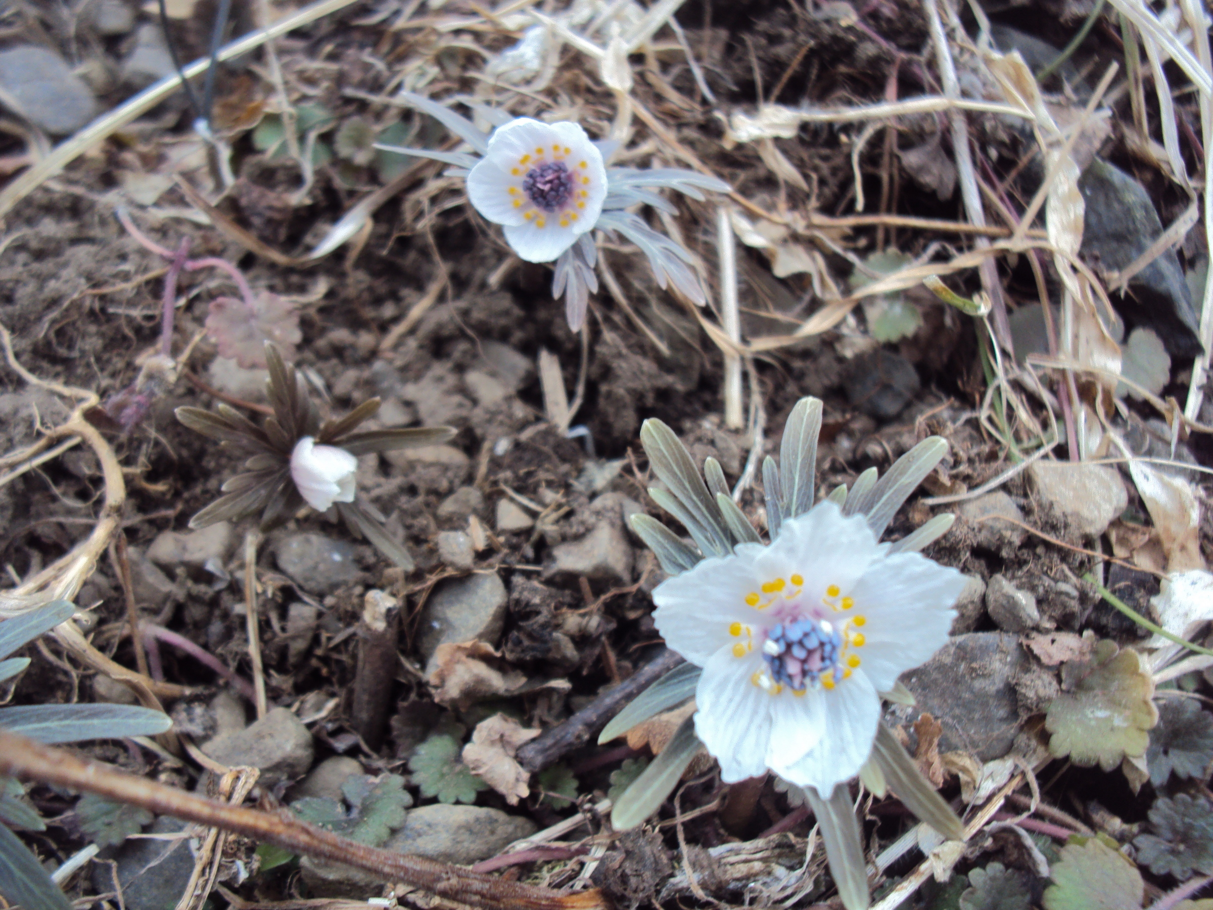 �J�ɂ����������ɂ��������E���̊X�Ȗ�