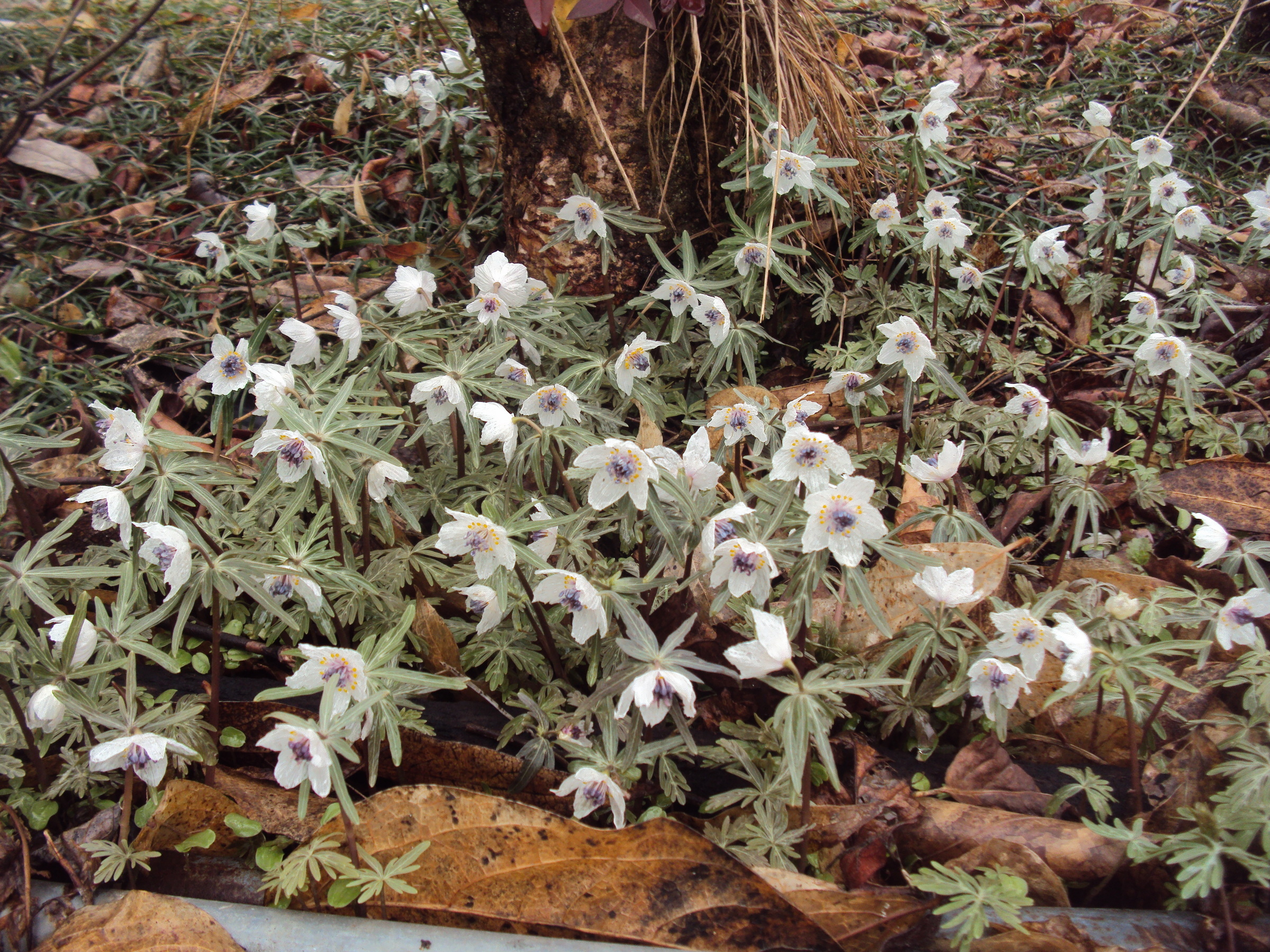 �J�ɂ����������ɂ��������E���̊X�Ȗ�