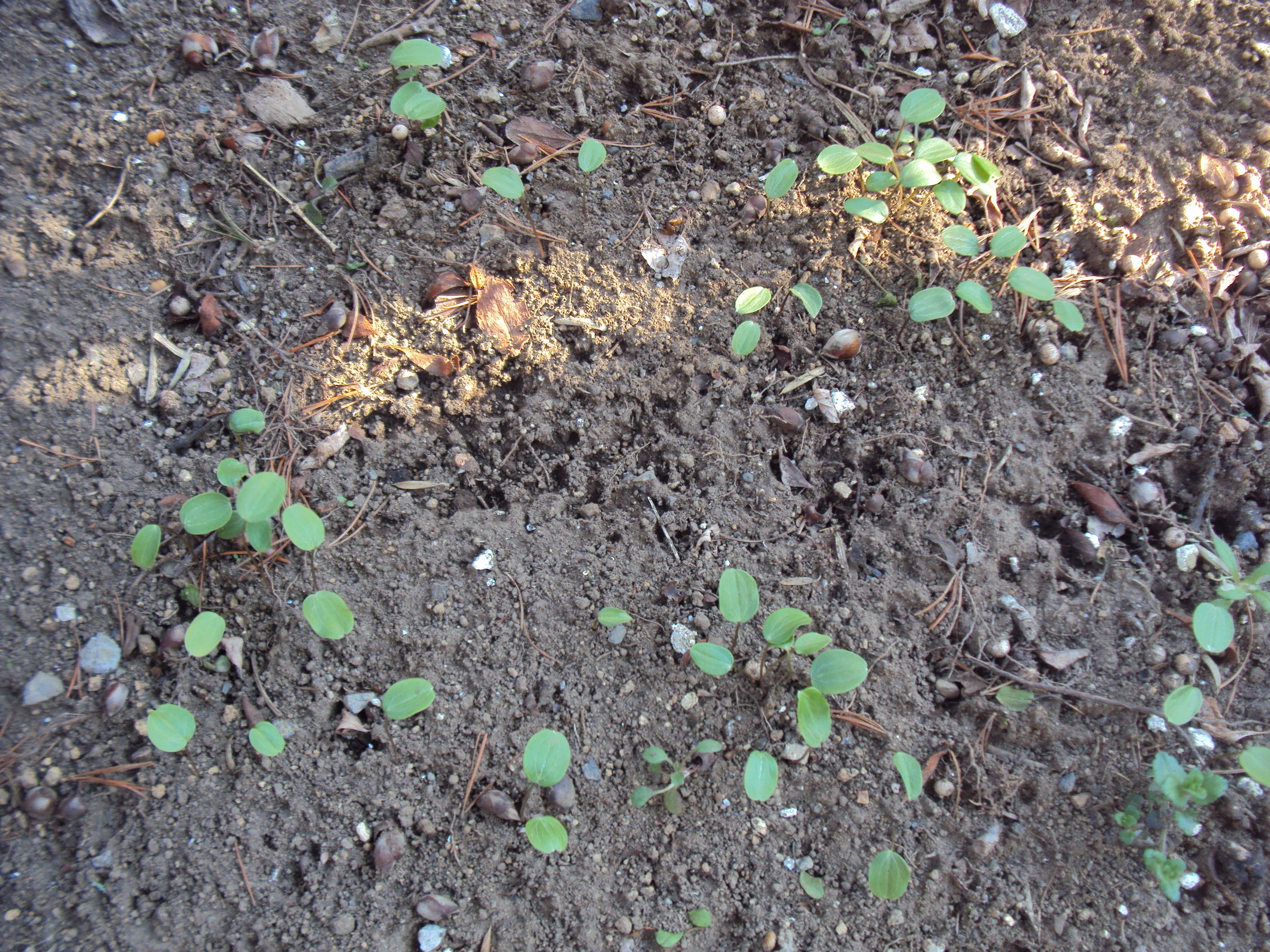 �J�ɂ����������ɂ��������E���̊X�Ȗ�