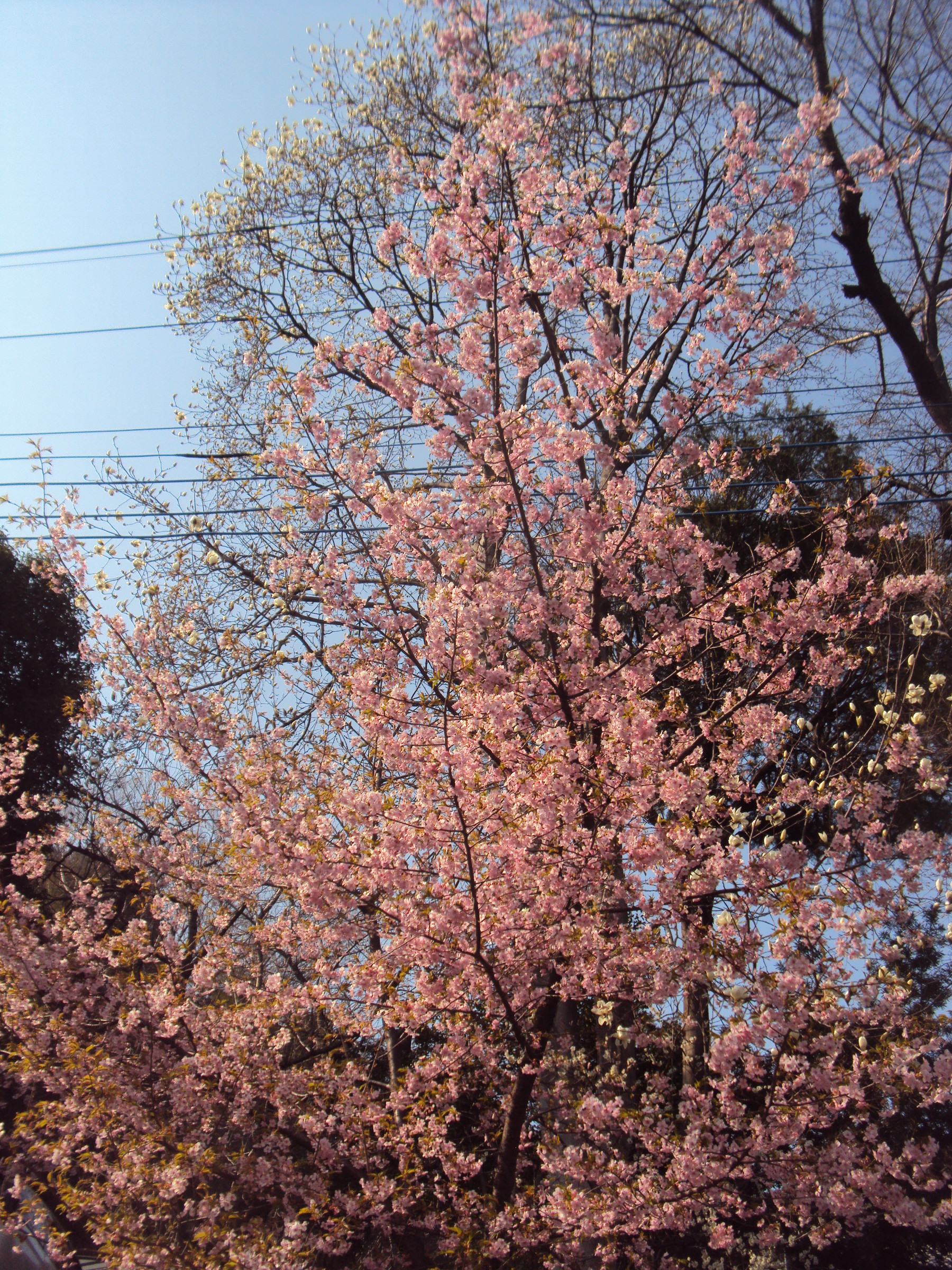 �J�ɂ����������ɂ��������E���̊X�Ȗ�