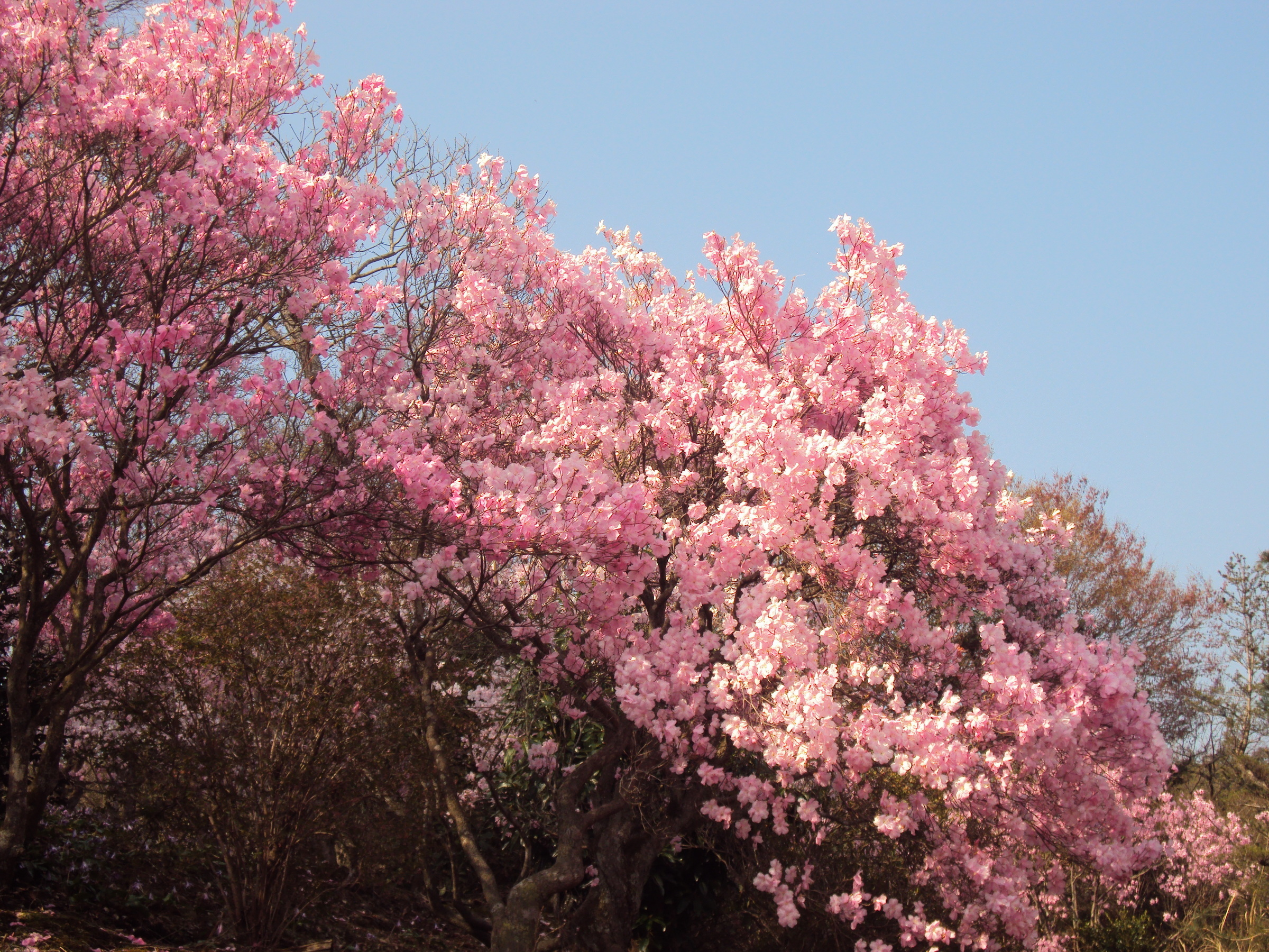 �J�ɂ����������ɂ��������E���̊X�Ȗ�