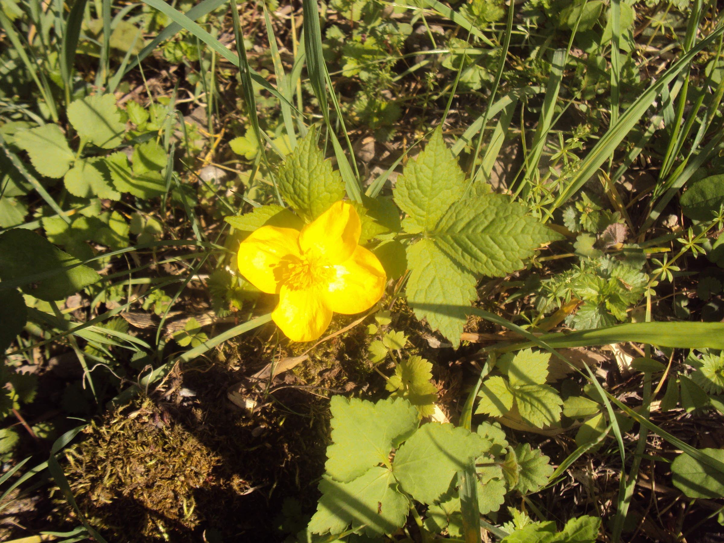 �J�ɂ����������ɂ��������E���̊X�Ȗ�