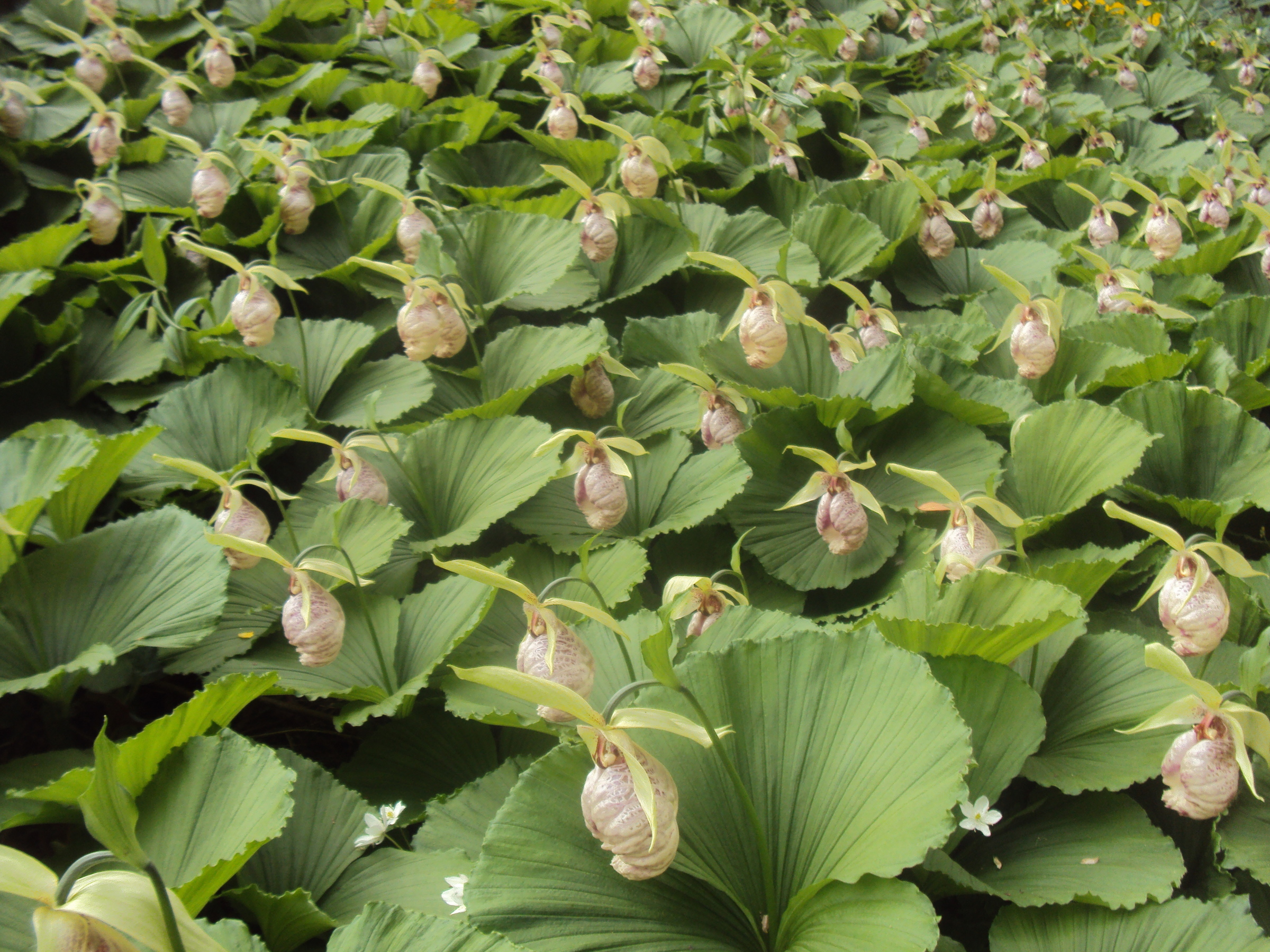 �J�ɂ����������ɂ��������E���̊X�Ȗ�