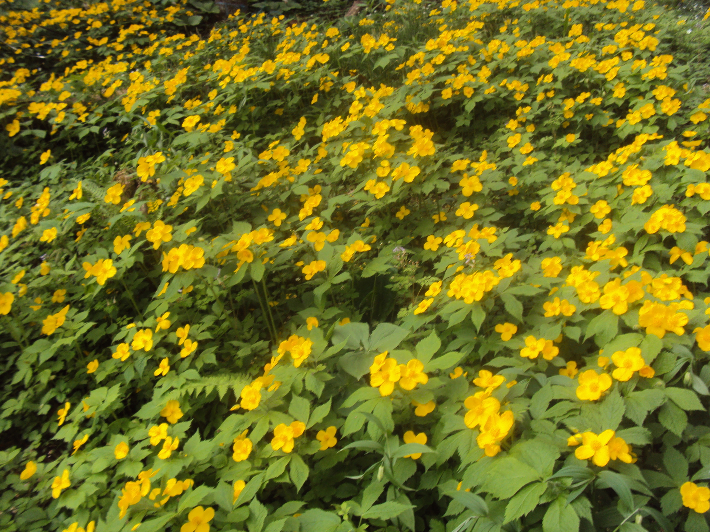 �J�ɂ����������ɂ��������E���̊X�Ȗ�