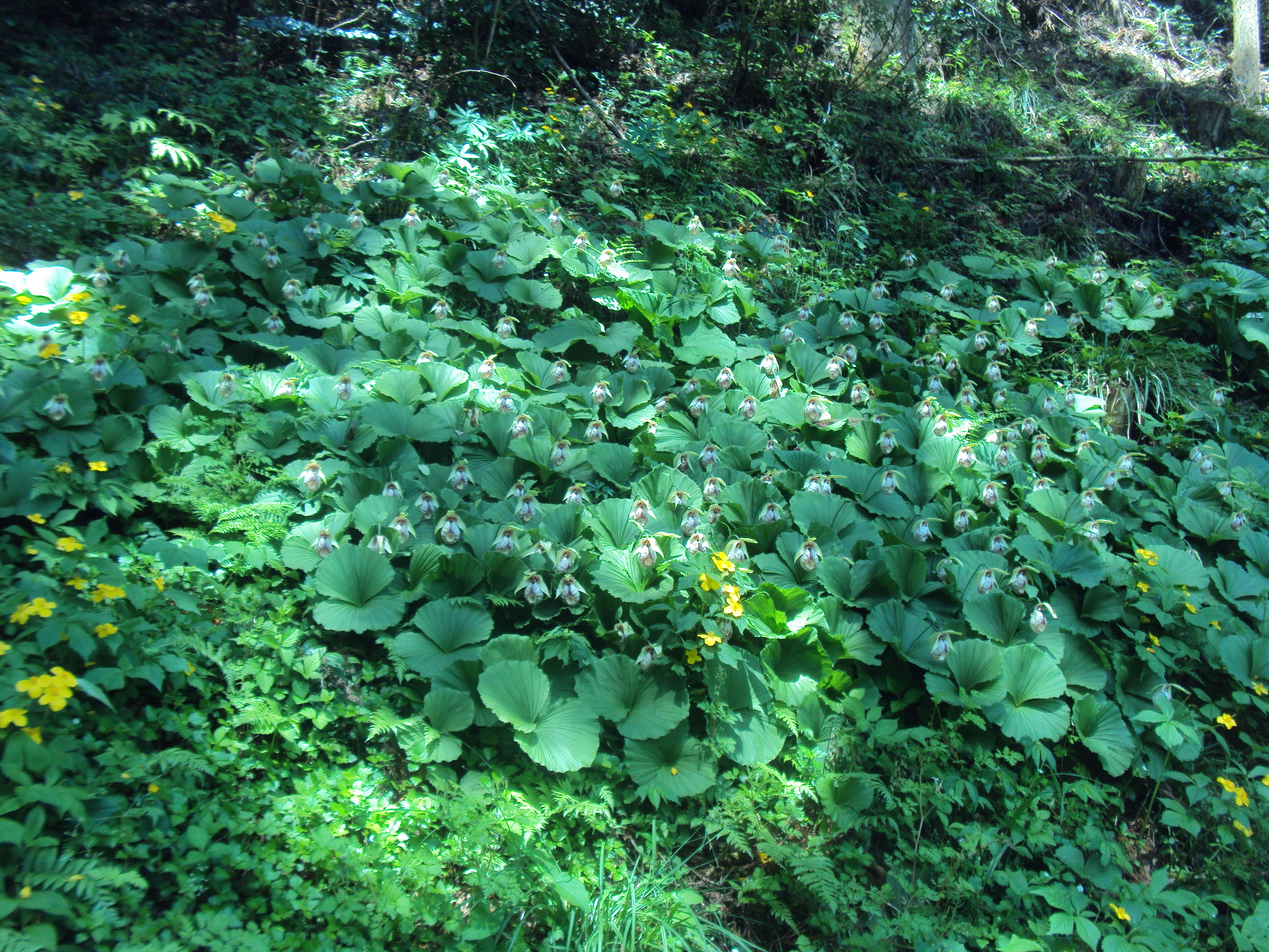 �J�ɂ����������ɂ��������E���̊X�Ȗ�