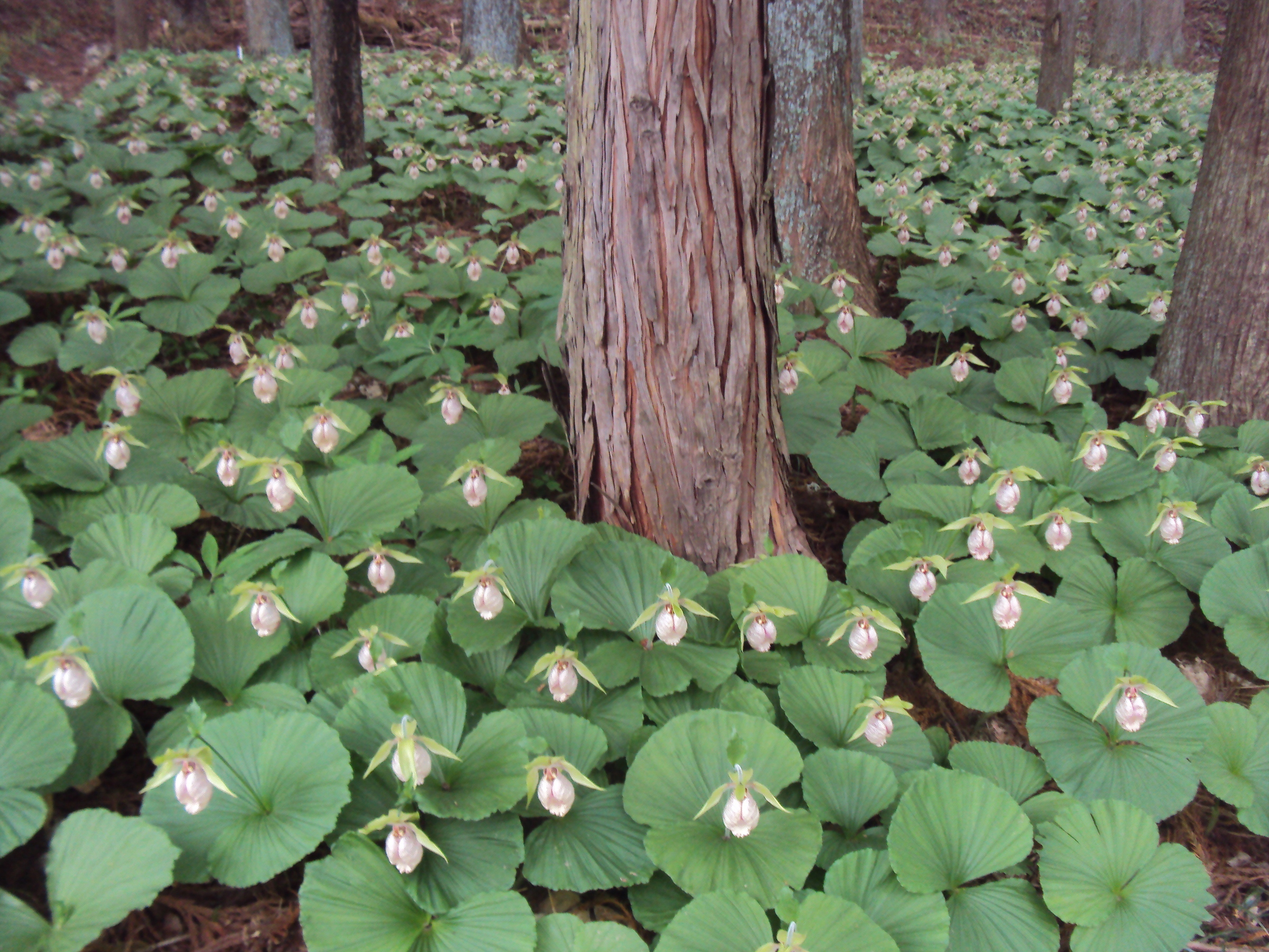 �J�ɂ����������ɂ��������E���̊X�Ȗ�