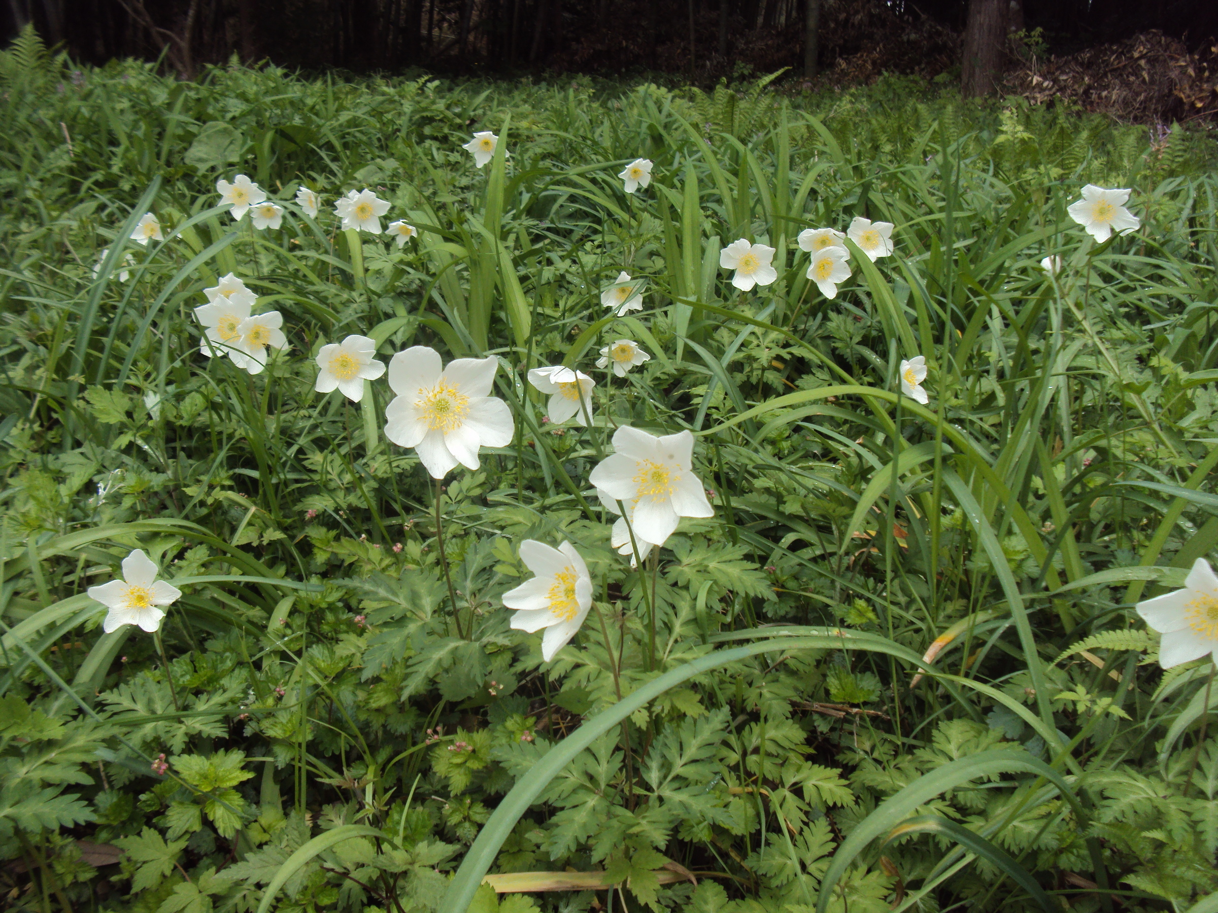 �J�ɂ����������ɂ��������E���̊X�Ȗ�