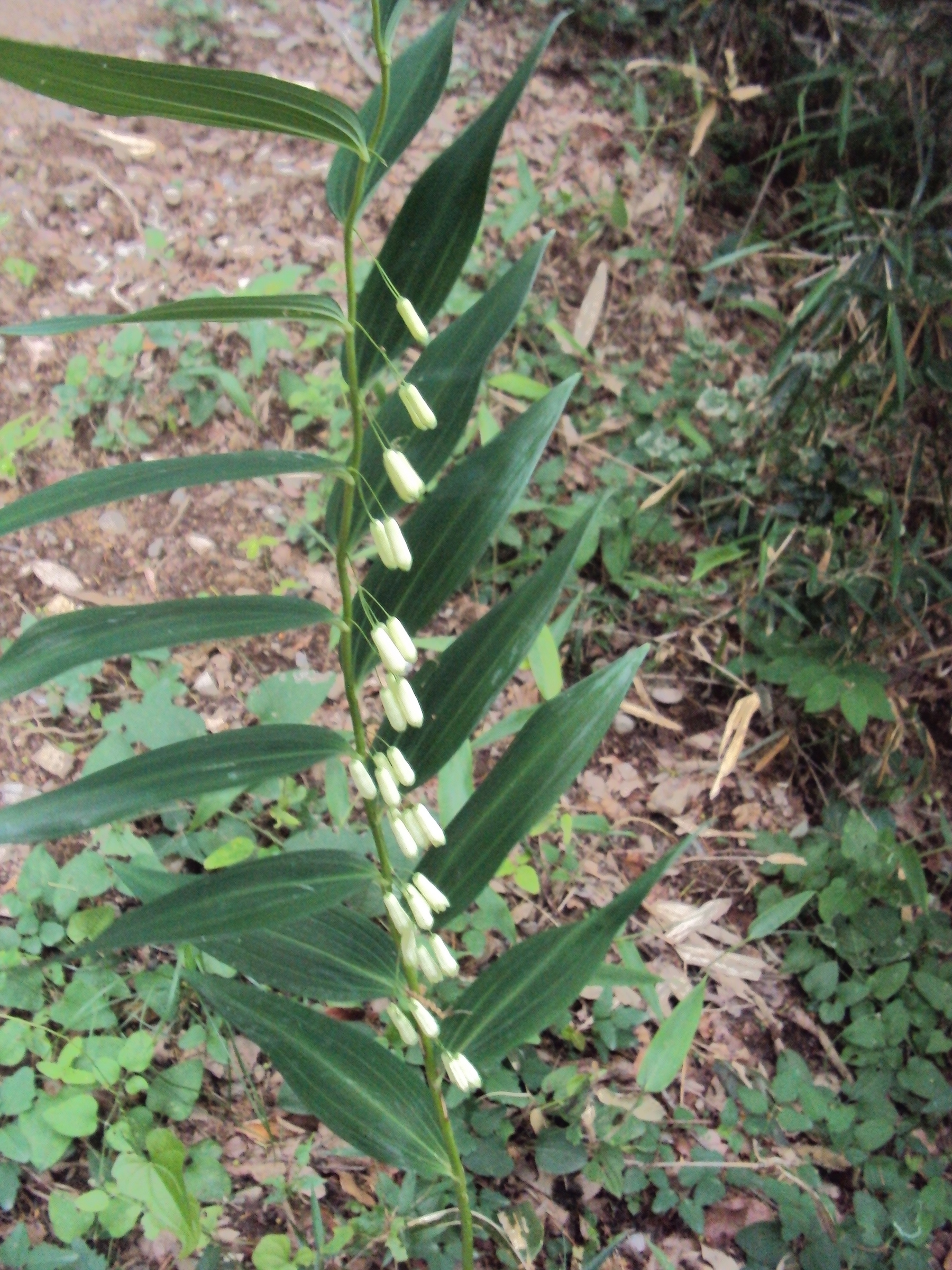 �J�ɂ����������ɂ��������E���̊X�Ȗ�