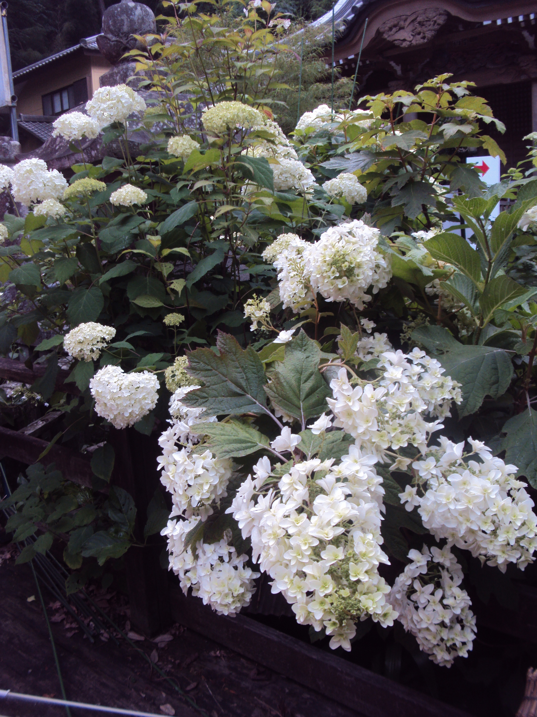 �J�ɂ����������ɂ��������E���̊X�Ȗ�