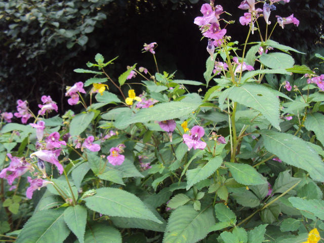 �J�ɂ����������ɂ��������E���̊X�Ȗ�