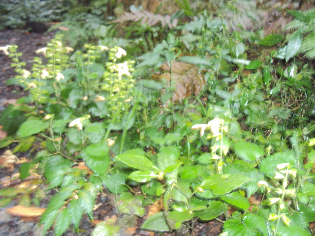 �J�ɂ����������ɂ��������E���̊X�Ȗ�