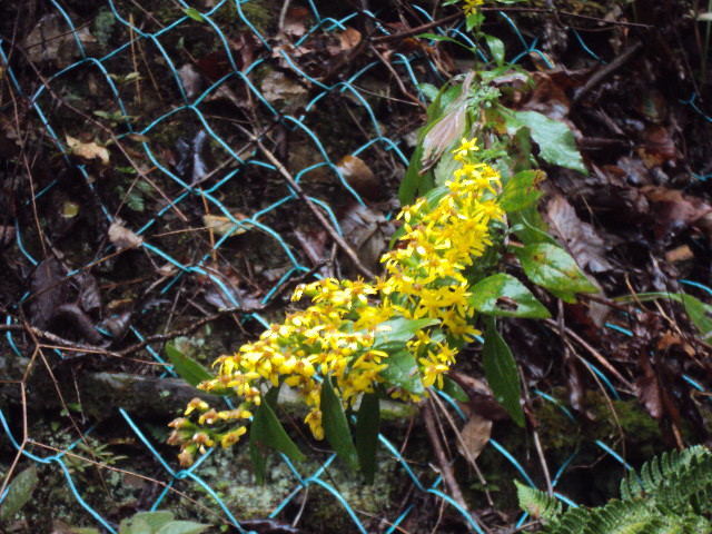 �J�ɂ����������ɂ��������E���̊X�Ȗ�