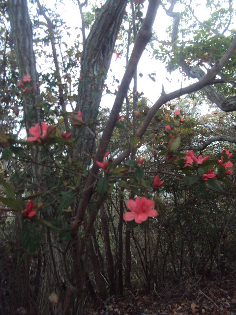 �J�ɂ����������ɂ��������E���̊X�Ȗ�