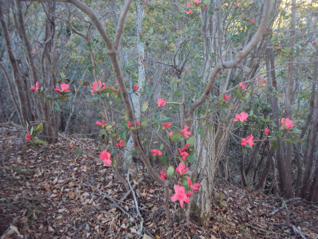 �J�ɂ����������ɂ��������E���̊X�Ȗ�