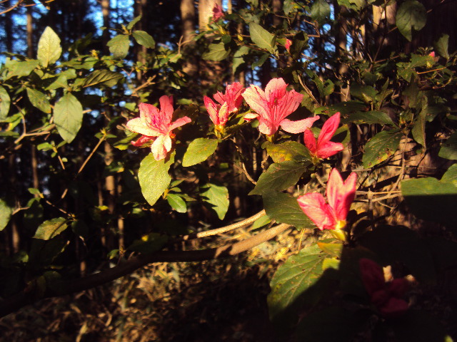 �J�ɂ����������ɂ��������E���̊X�Ȗ�